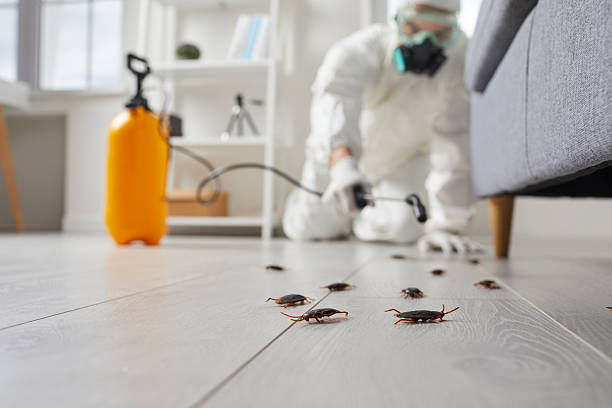Commercial Kitchen Cockroach Control in Spring Grove